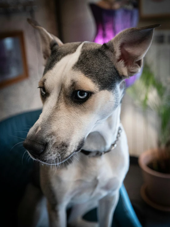 a close up image of a dog sitting on a chair