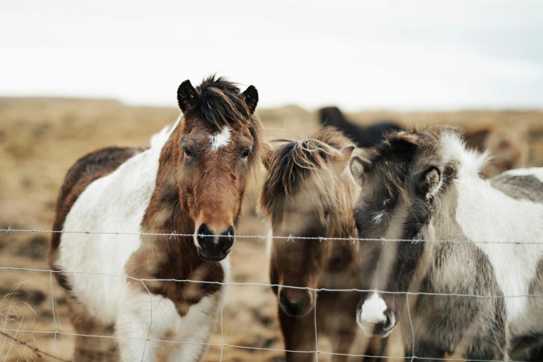 three horses standing next to each other on the grass