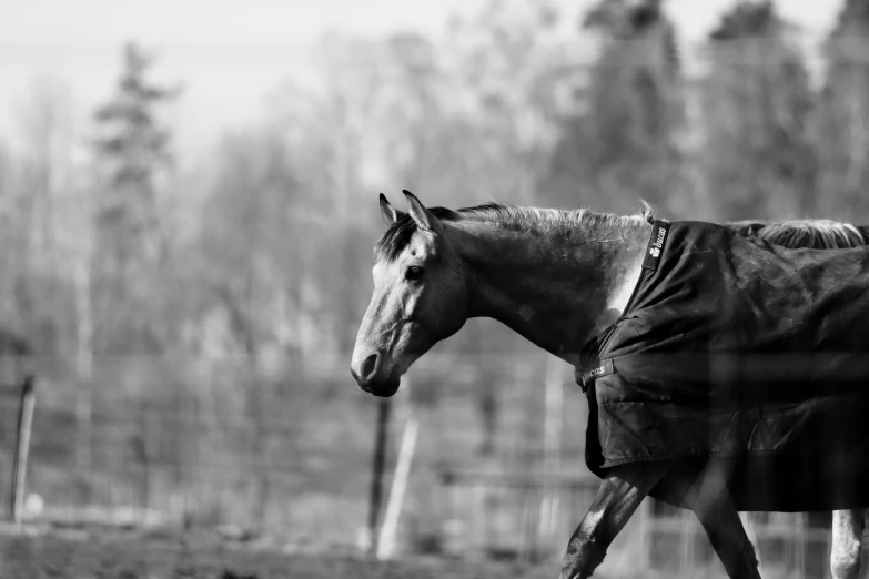 a horse wearing a cover walking in a field