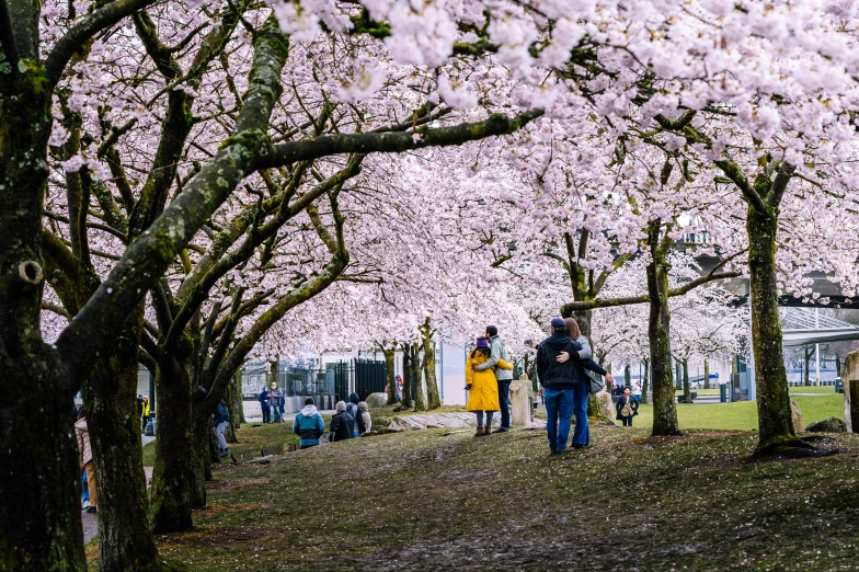 a group of people under the cherry blossoms at the park