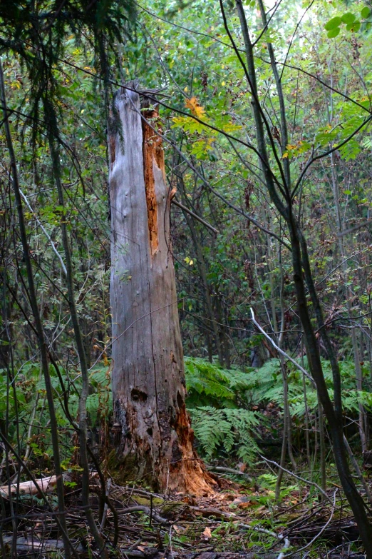 a tree stump in a thicket with no leaves on it