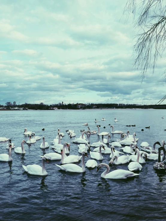 a bunch of swans sitting on the side of a lake