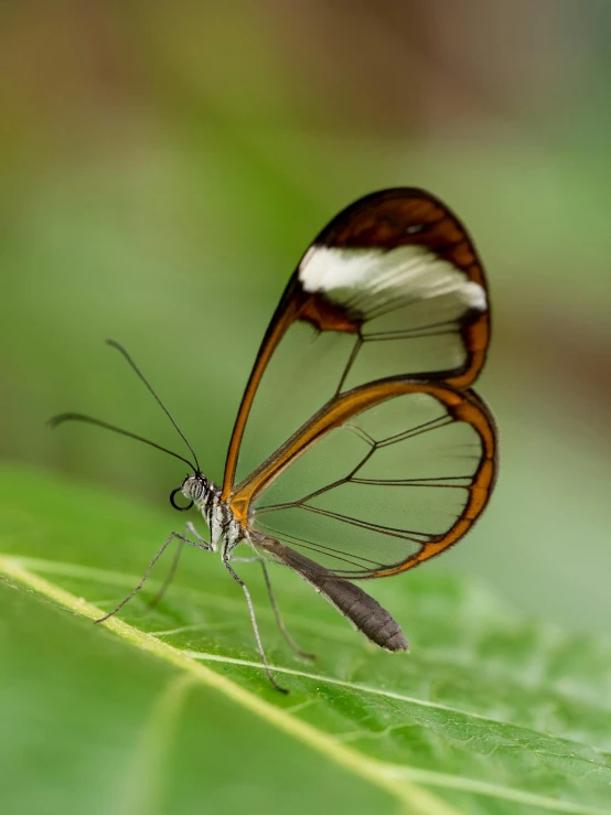 a brown and white erfly resting on a leaf