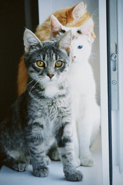 two cats sitting next to each other on a window sill