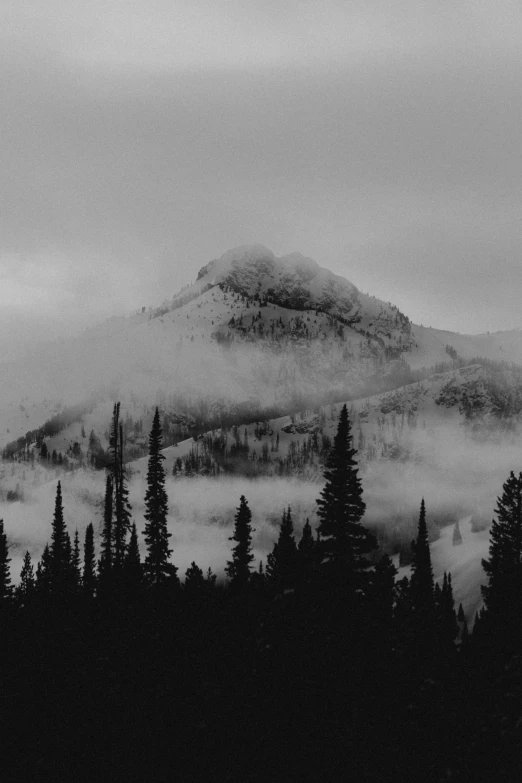 a black and white po of trees covered in fog