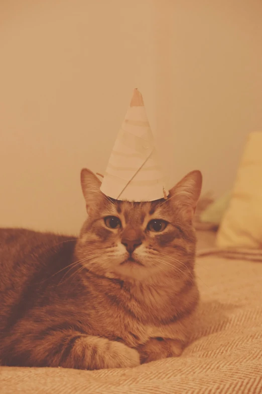 a brown cat is wearing a party hat