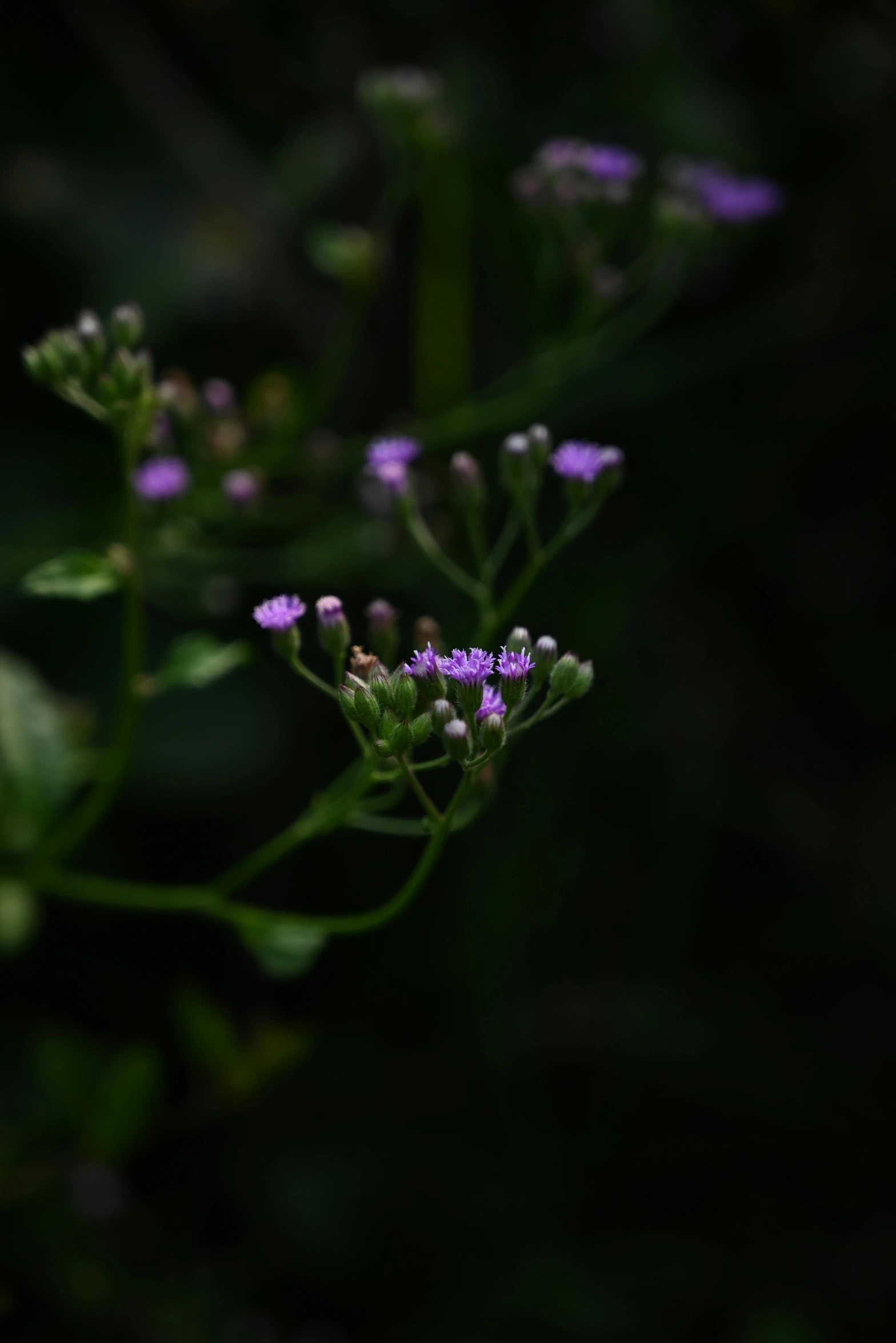 small purple flowers with tiny green stems