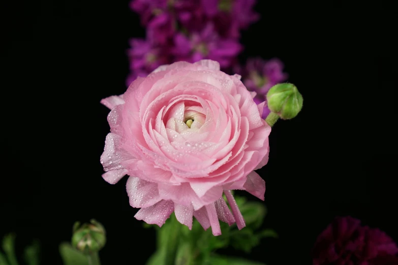 a pink flower with purple flowers in the background