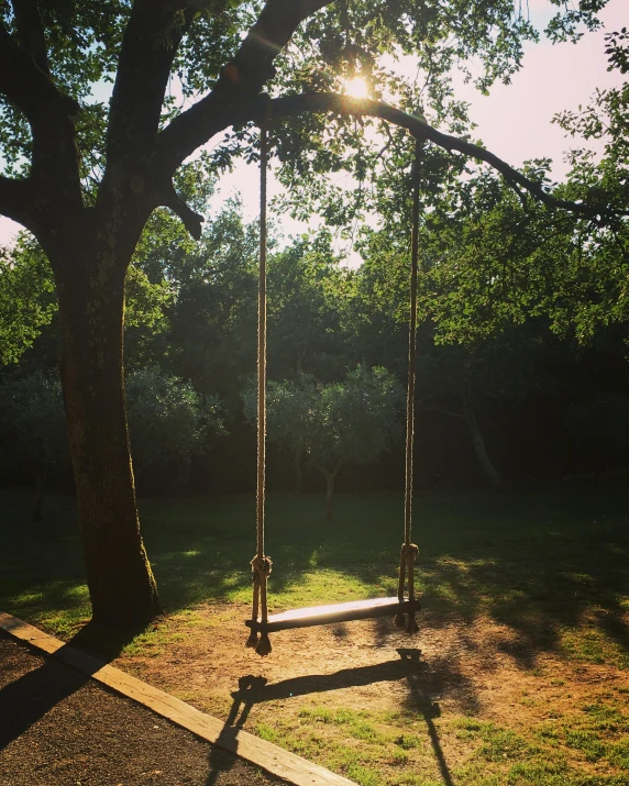 swings at the bottom of trees in the park