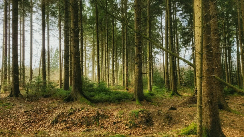 a forest of trees and leaves, some green