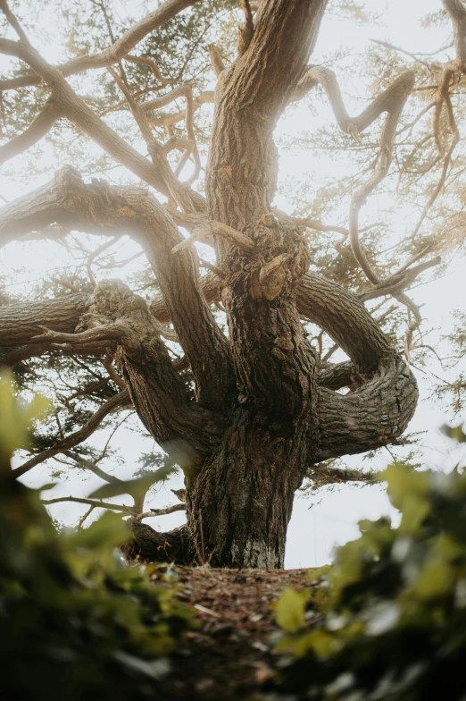 the trunk of a pine tree against a white sky