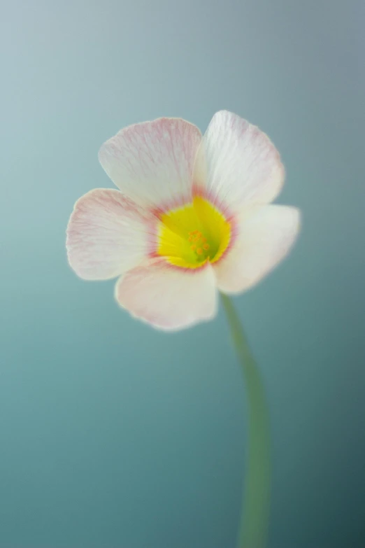 a very pretty flower floating in the air