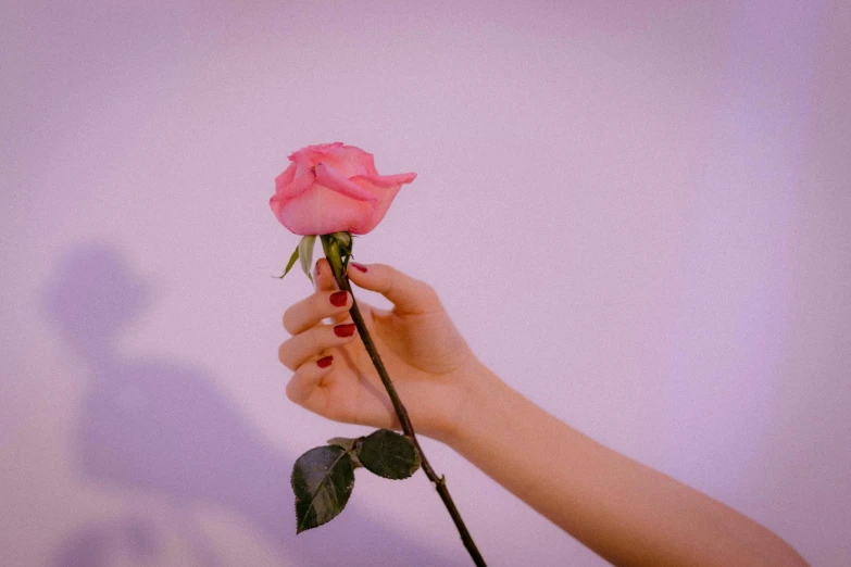a pink rose being held in front of the camera