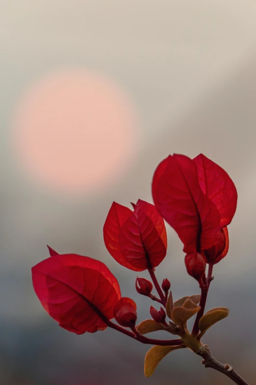 three red flower buds are shown against the background