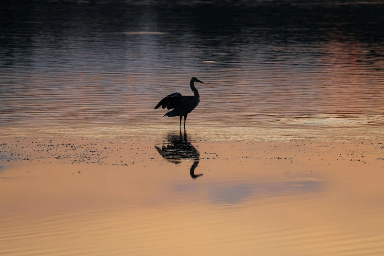 a large bird is standing alone in the water