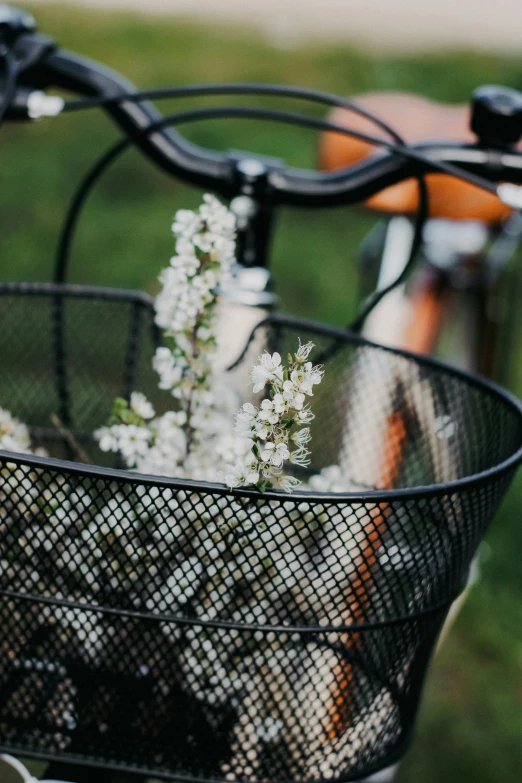 white flowers in a wire basket on the handlebars of a bicycle