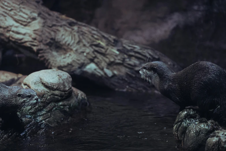 two otters at a river playing with each other