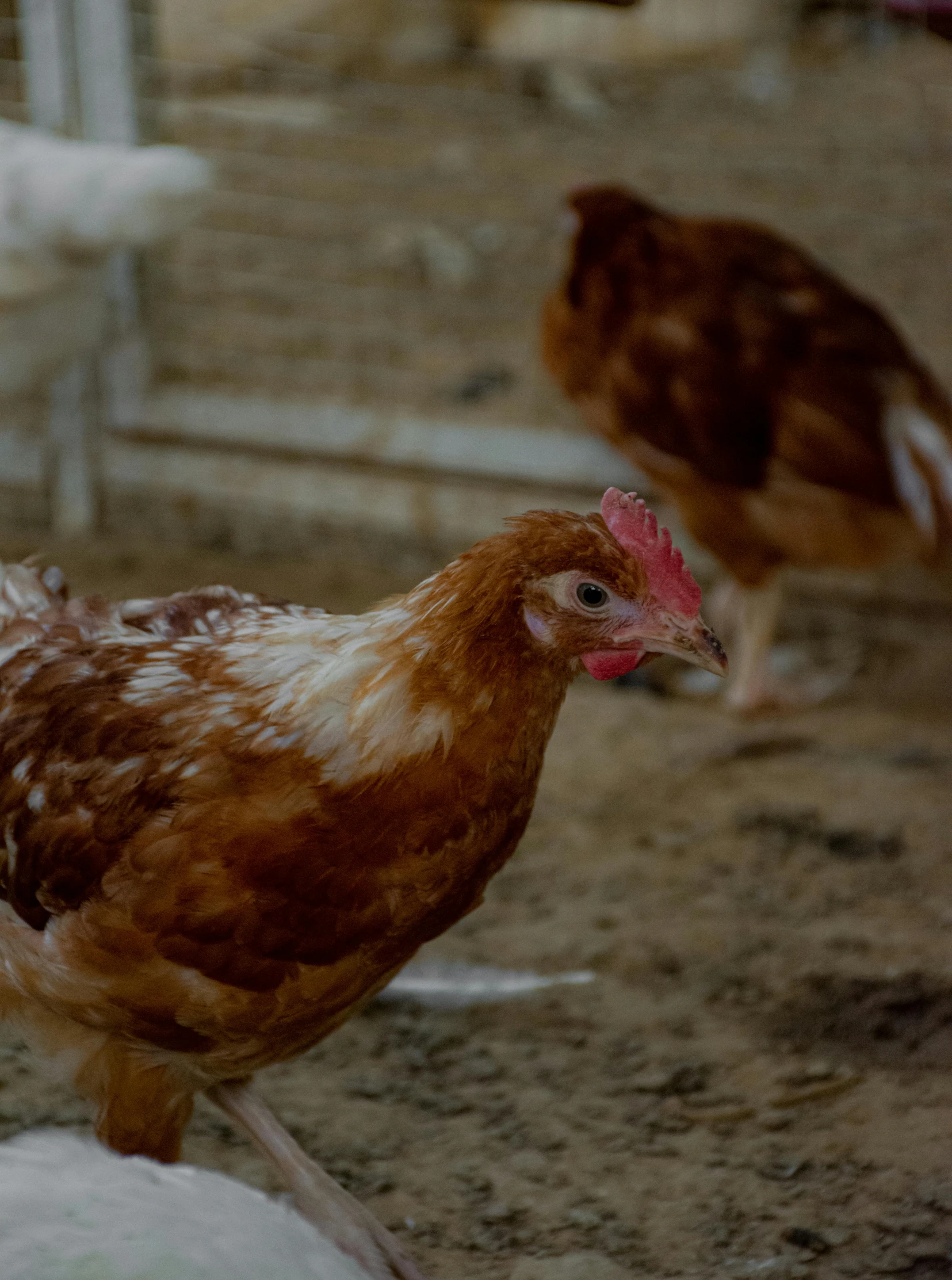 a brown and white chicken standing on a white piece of fabric