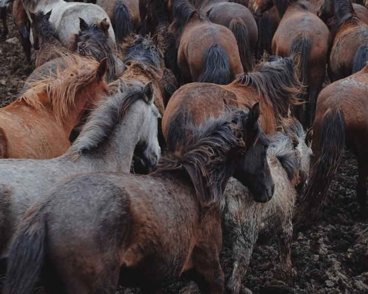 herd of brown horses with white dots on their faces