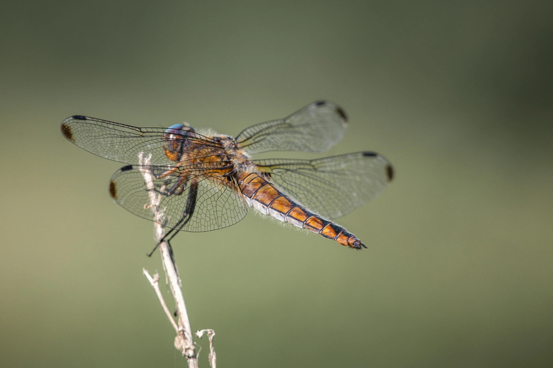 an orange dragonfly sitting on top of a plant