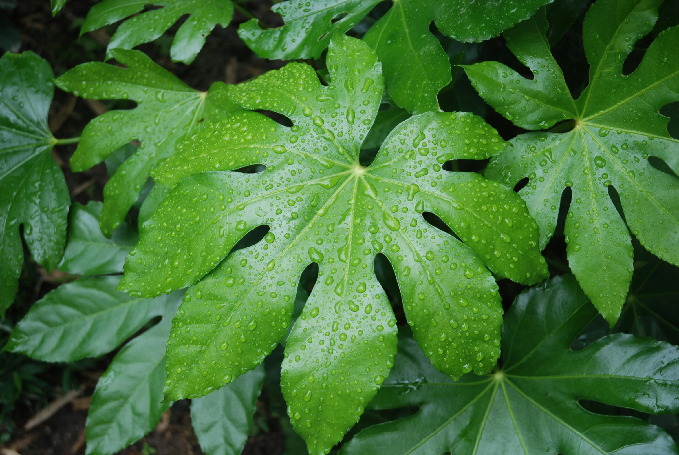 closeup of green leaves and rain drops on them