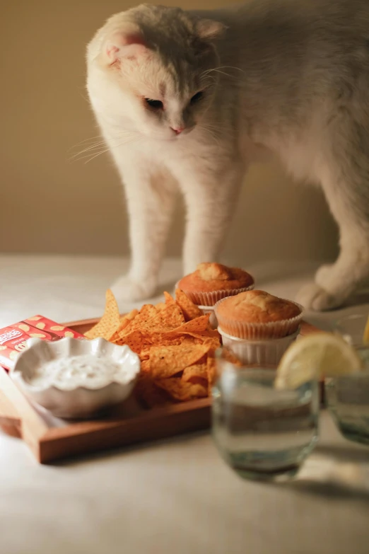 a gray and white cat with eyes closed eating food from a tray