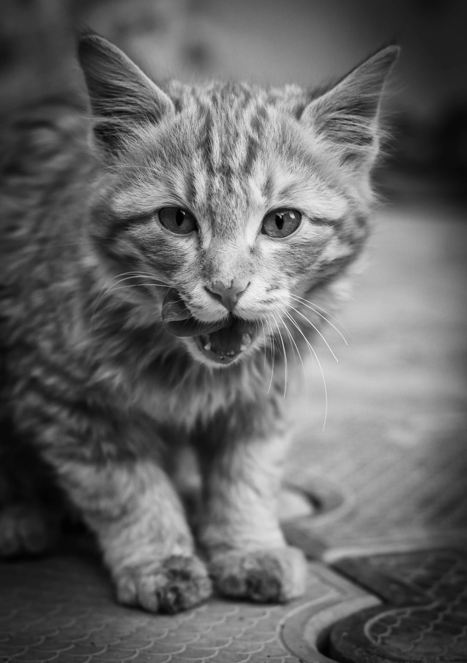 the small kitten is yawning while sitting on a chair