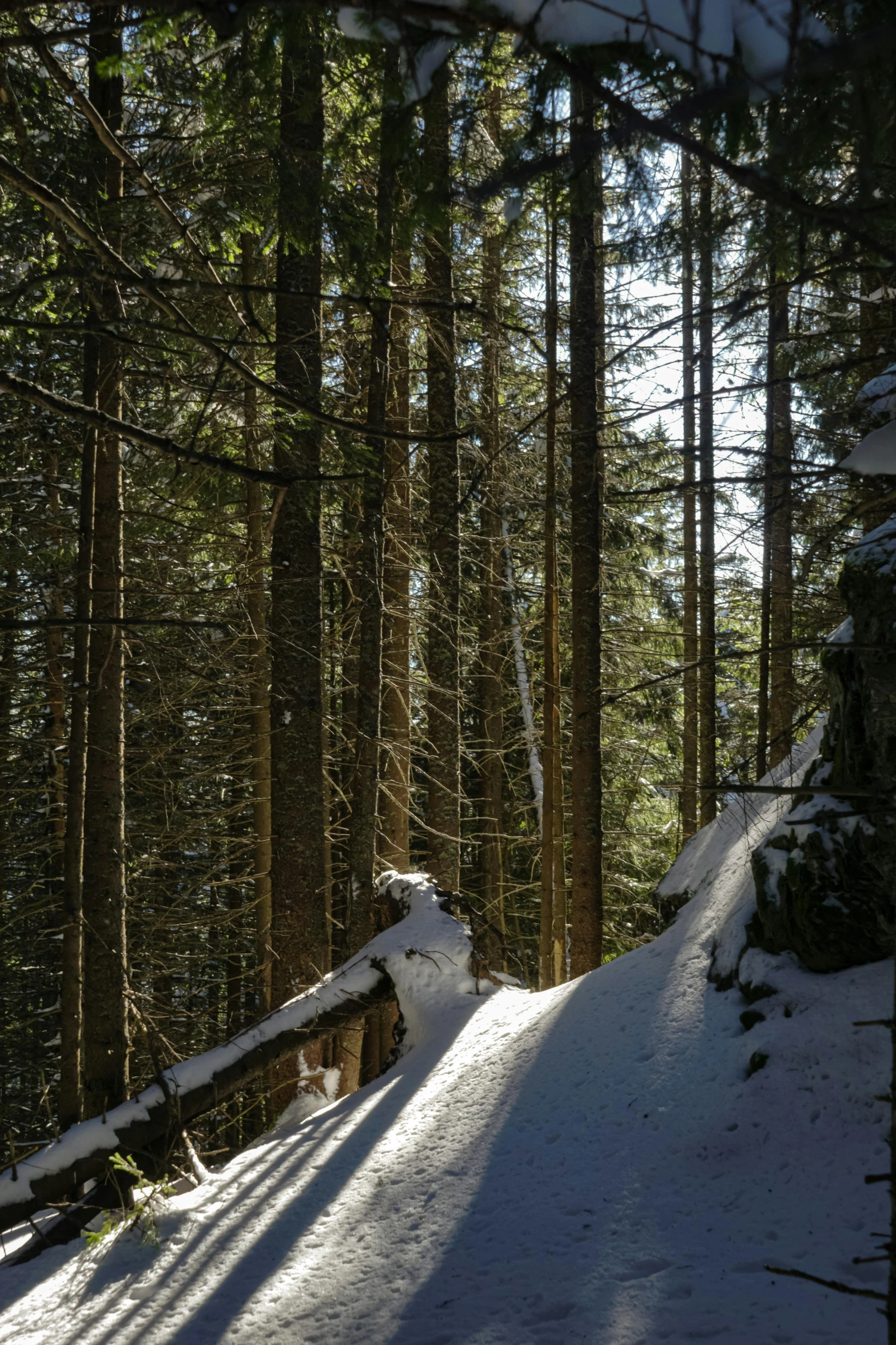 there is snow on the ground and trees in the background