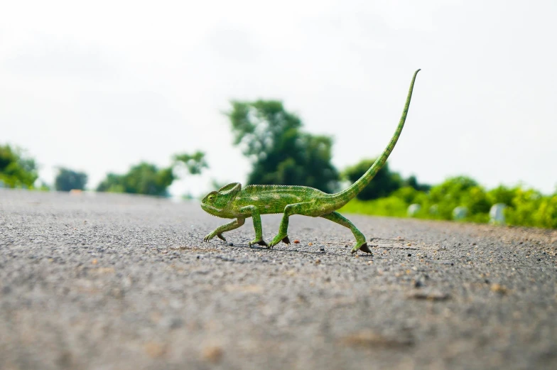 a small lizard walking across a street with trees in the background