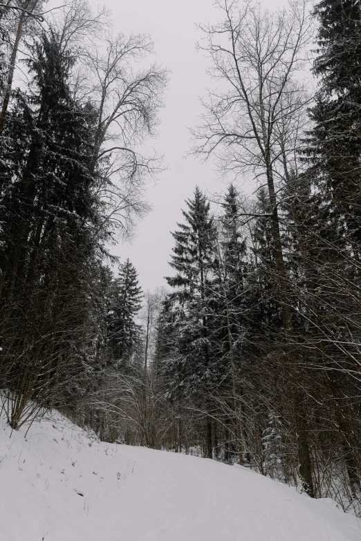 a road is surrounded by trees on a snowy day