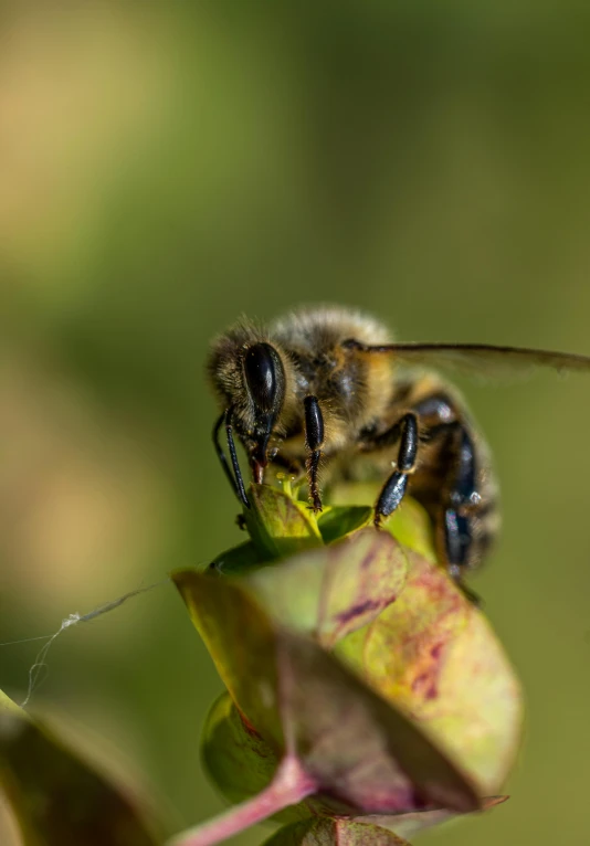 the bees are all on a purple flower