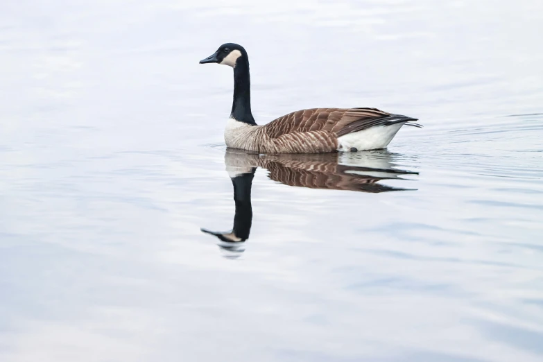 a black, white and brown duck is swimming in a lake