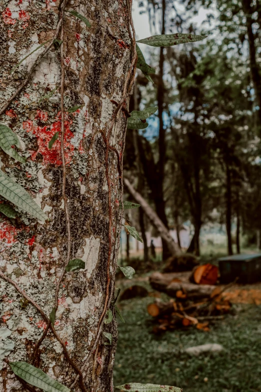 some red berries that are growing on the side of a tree