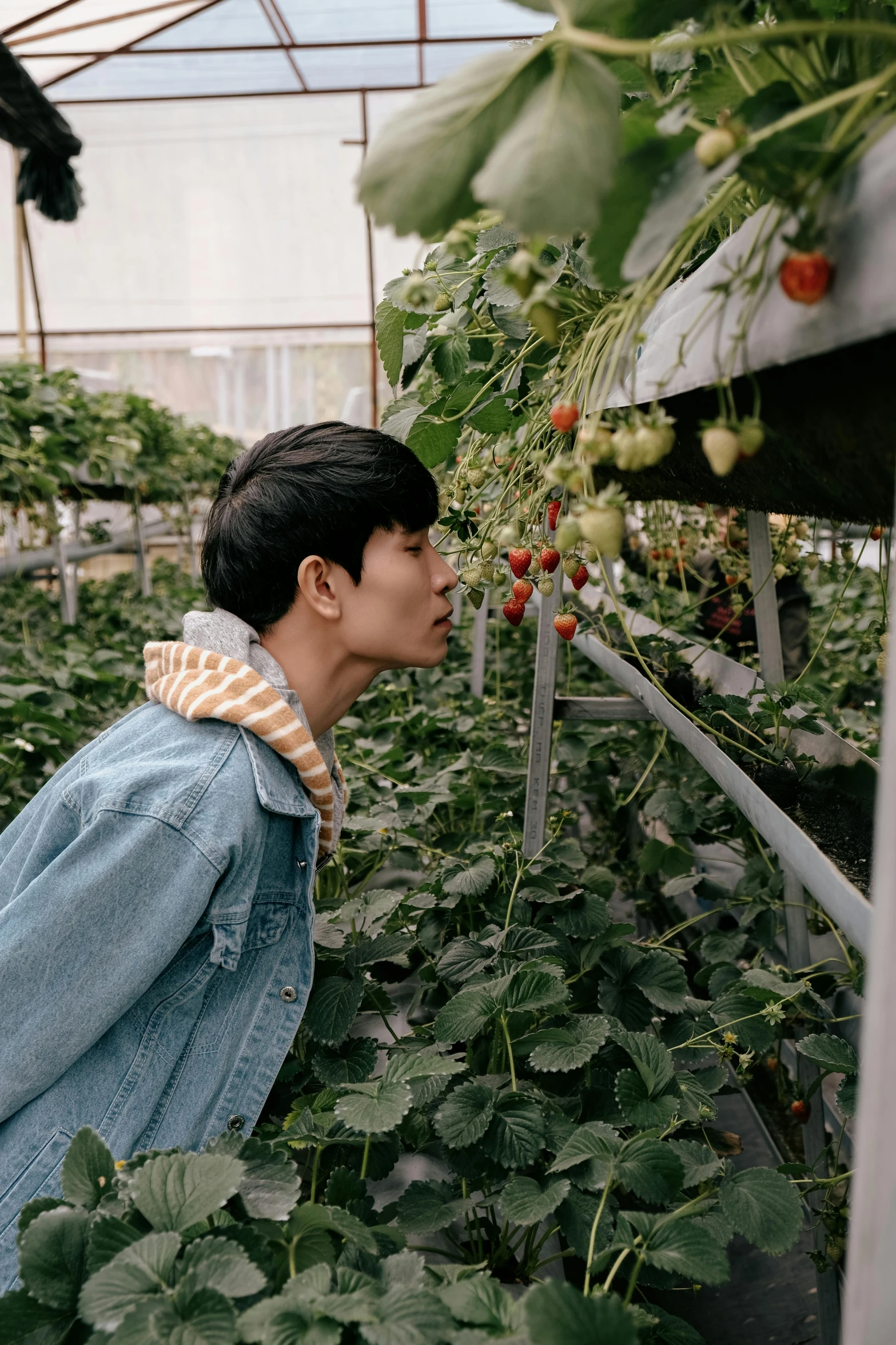 a man in blue jacket sniffing plants inside a greenhouse