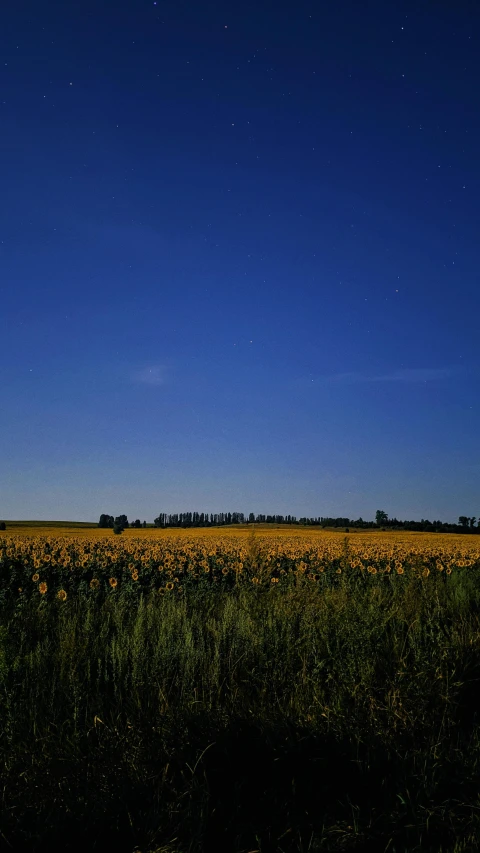 the sunflowers in the field is blooming all along the sides