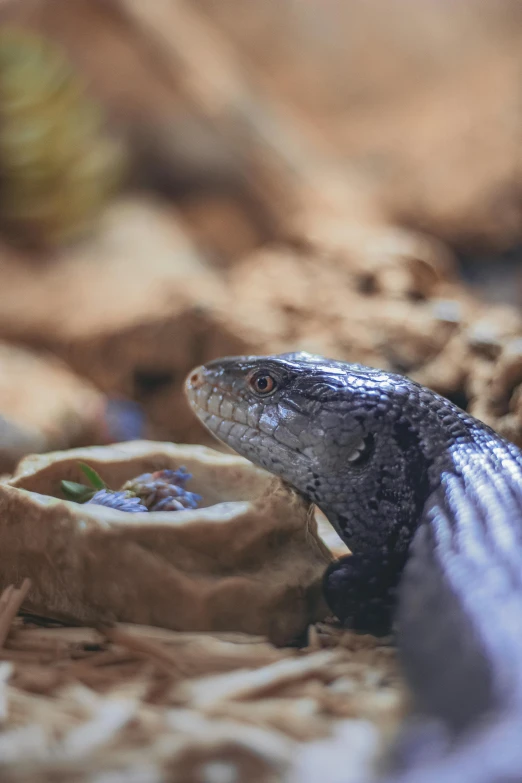 a reptilent with a brush in his hand