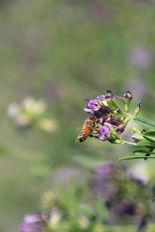 a bee in flight flying around purple flowers