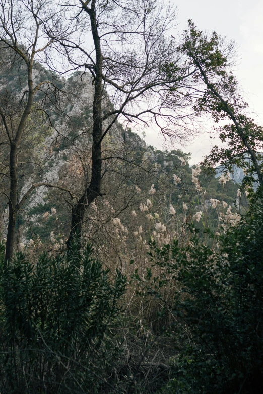 the view of a forest from behind some trees