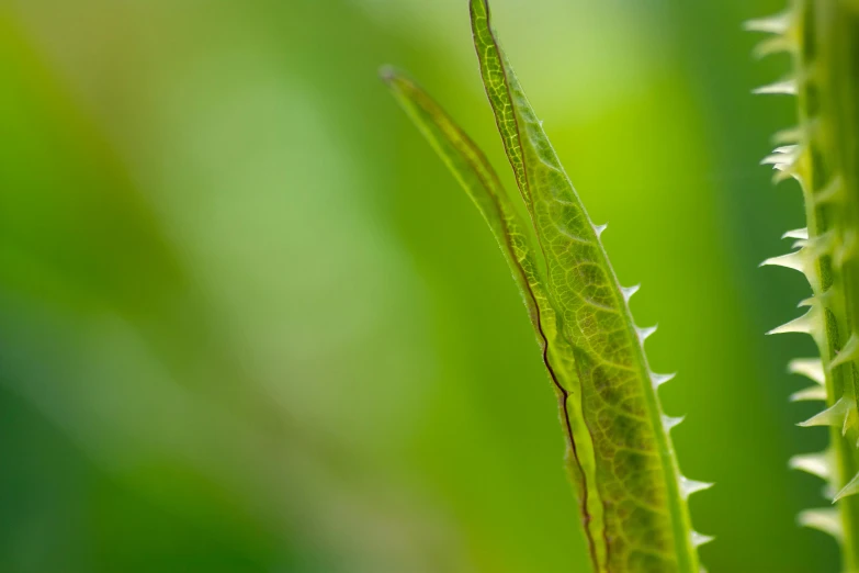 a close - up image of a grass stalk with several plants in the background