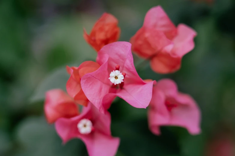 some red flowers that are blooming out of some sort of tree