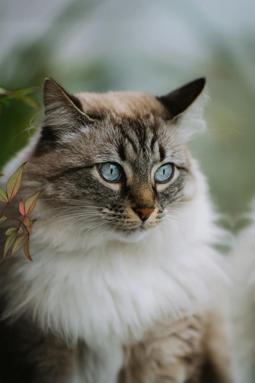 a cat with blue eyes stares straight ahead