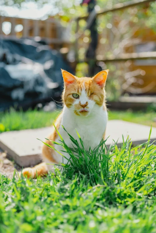 a cat sitting in the grass and staring off to its left