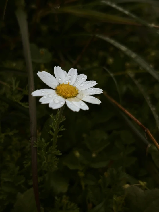 the large flower is white with a yellow center