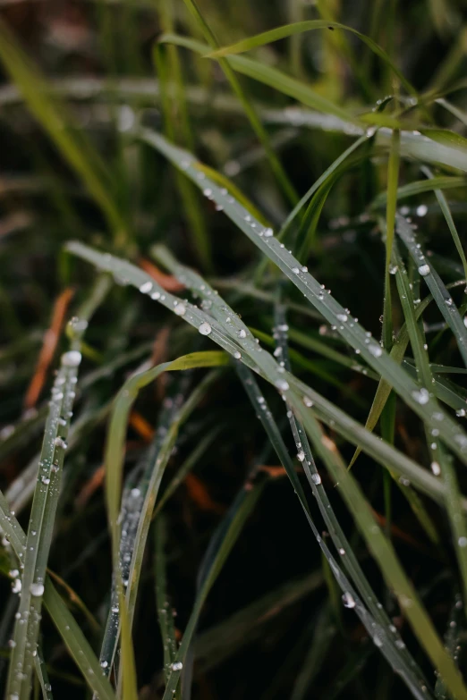 water drops are covering grass that has not yet wilted