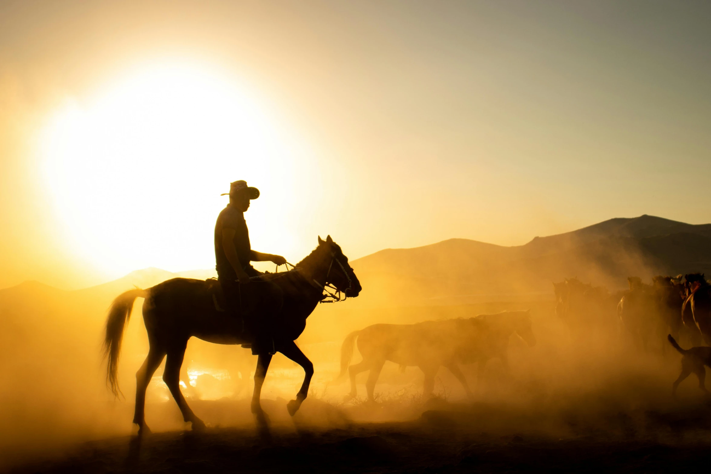 a man is riding a horse on a field near several cows