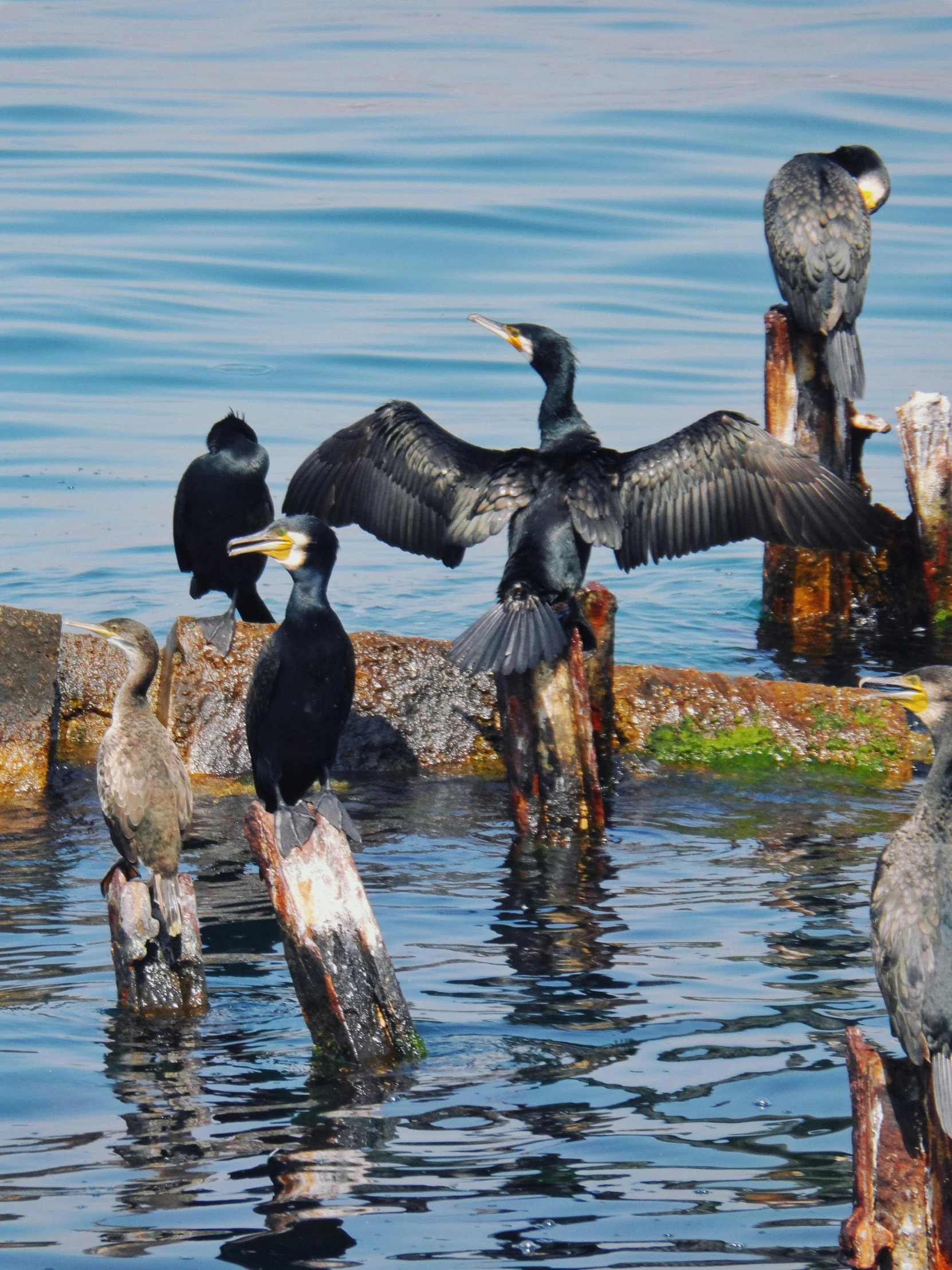 many birds with open beaks and wings sitting on logs in the water