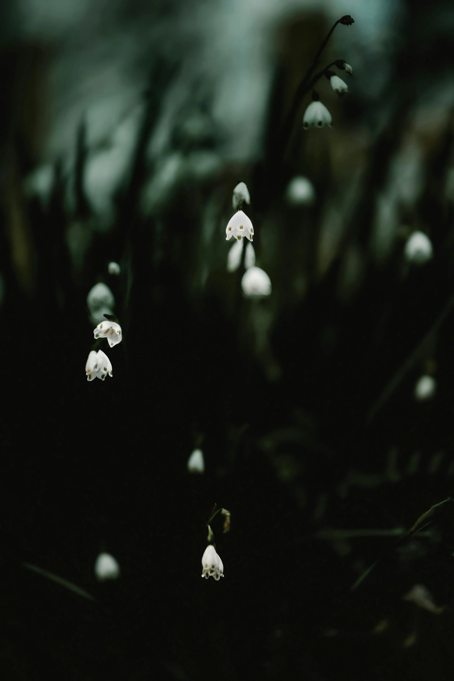 many small white flowers on the side of a grassy hill