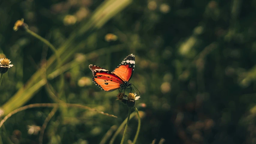 a erfly standing on top of a flower