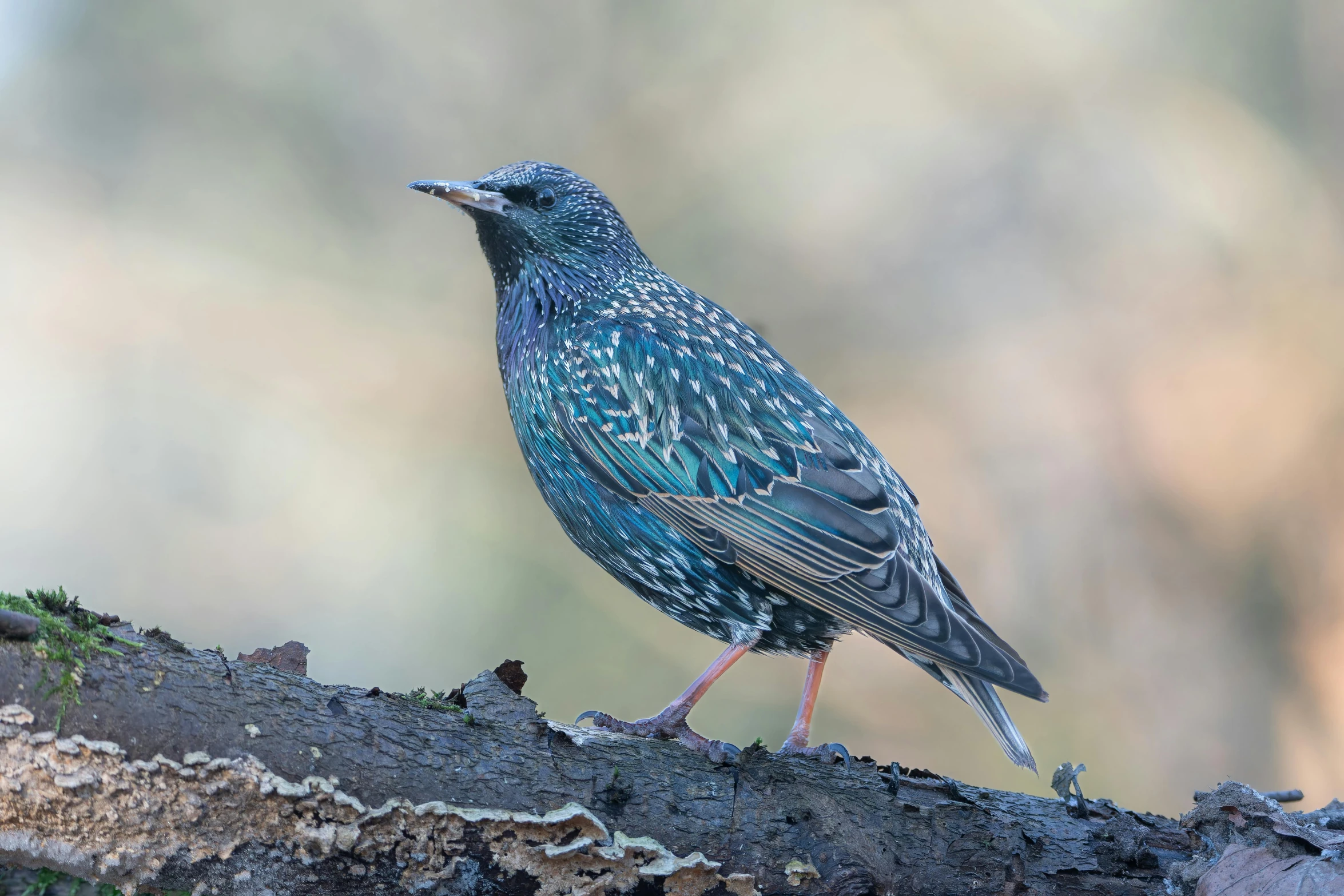 a blue bird standing on top of a nch