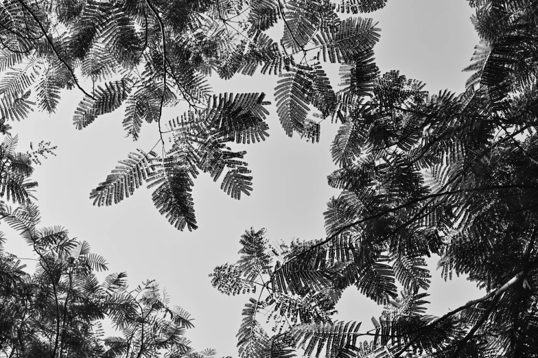 looking up into the leaves of the palm trees